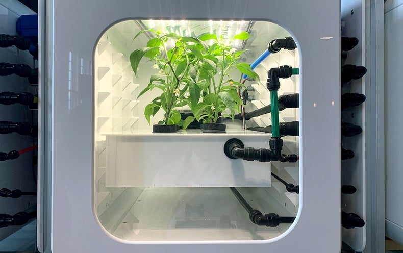 يمكن لمزارعي الفضاء في المستقبل زراعة الفطريات والذباب والخضر الصغيرة