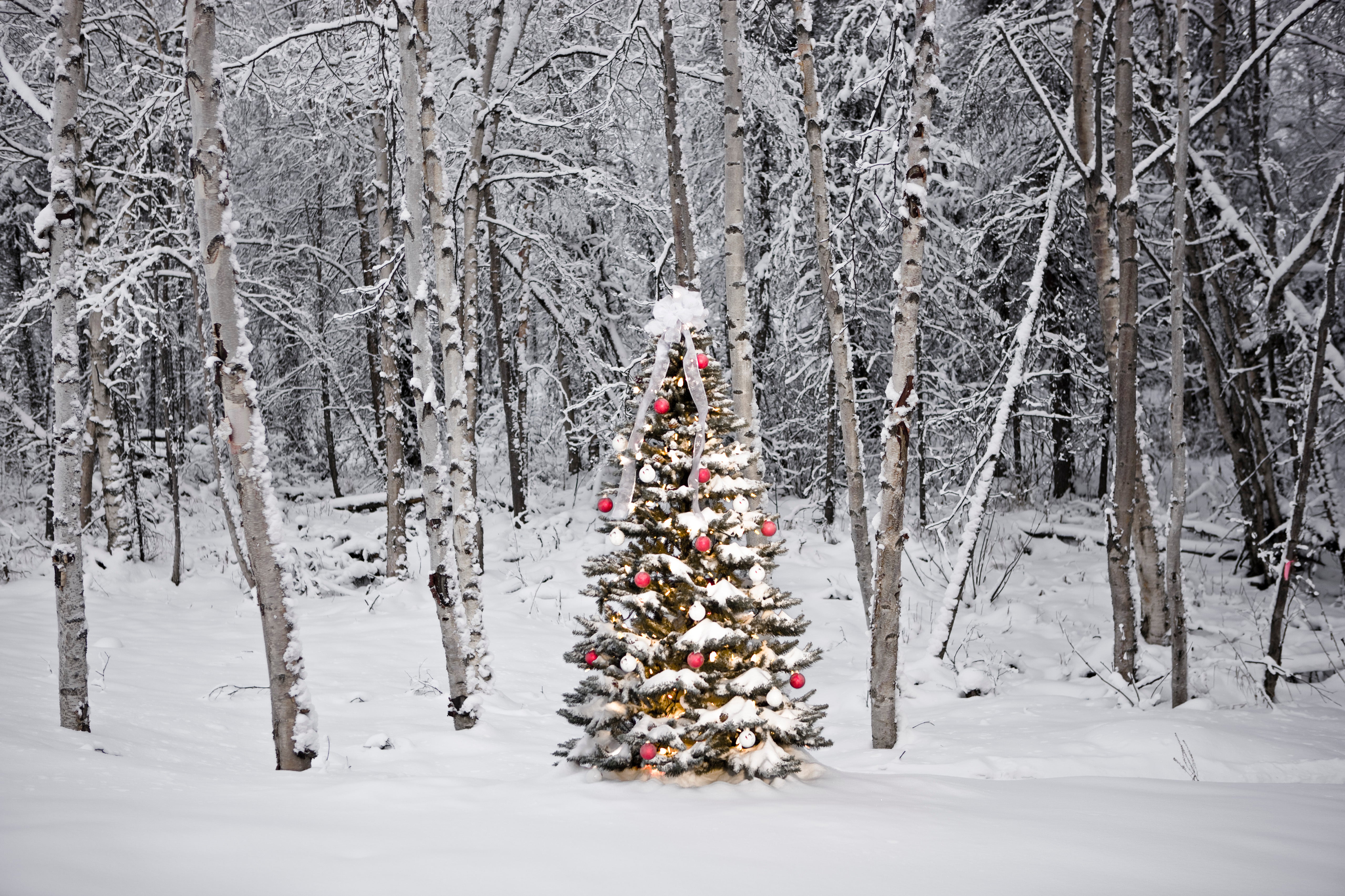 christmas photo snow