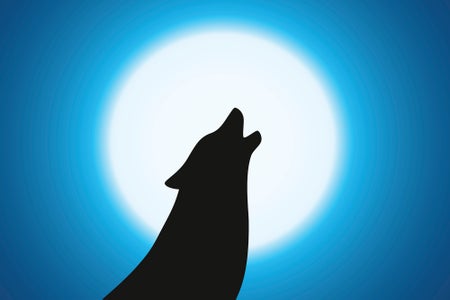 Wolf howling, silhouetted in front of moon