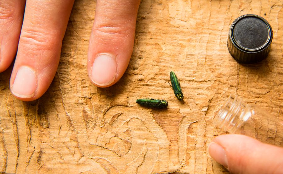 Science Invasive Insect Id Specimens Can We Identify Invasive Species before They Invade? | Scientific American