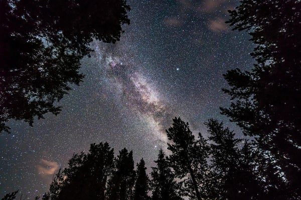 The summer Milky Way looking up through trees in Banff National Park, Canada