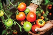 Study Sequences 100 Tomato Varieties