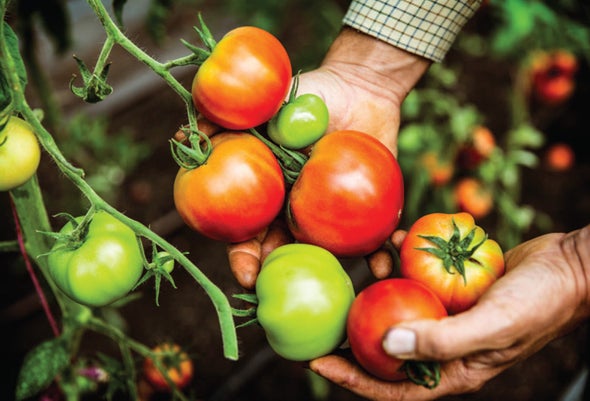 Study Sequences 100 Tomato Varieties