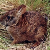 THE LOWER KEYS MARSH RABBIT