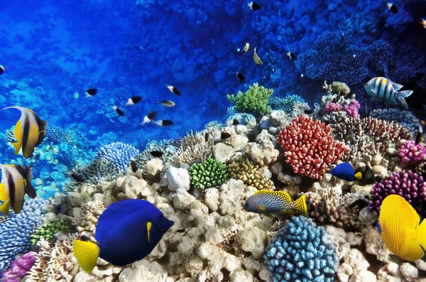 U.N. Aims to Protect More of the High Seas | Scientific American