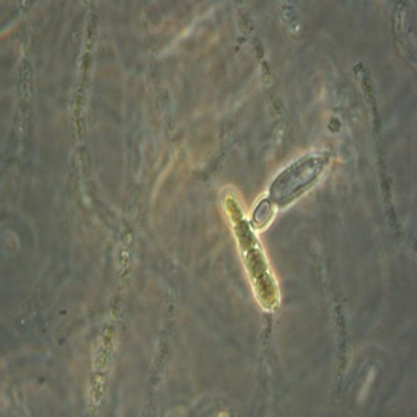 Space Colonists Could Use Bacteria to Mine Minerals on Mars and the Moon