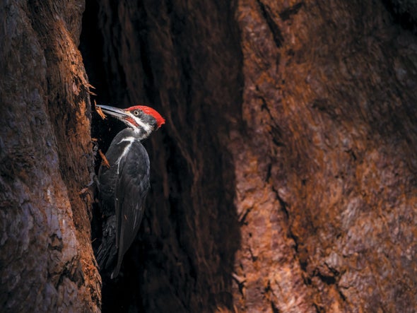 Head-Banging Woodpeckers Could Give Themselves a Concussion Every Day: Here's How They Avoid It