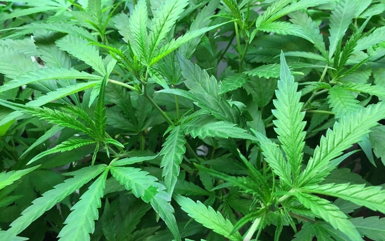 The DEA Says No to Reforming Our Senseless Pot Laws - Scientific American