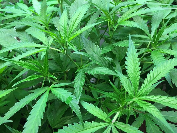 The DEA Says No to Reforming Our Senseless Pot Laws