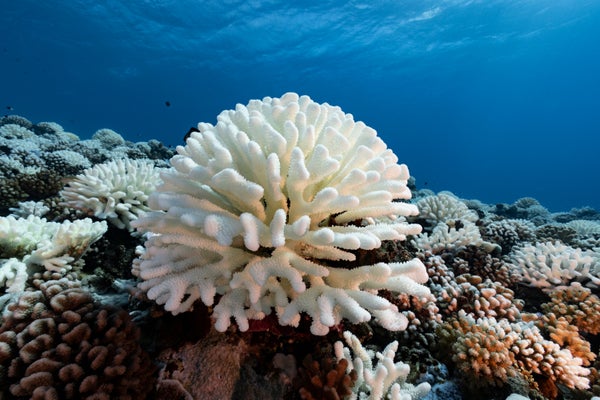 Bleached coral on ocean floor