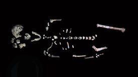 Meet Neo, a Spectacular New Fossil of <i>Homo naledi</i>