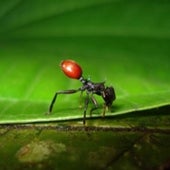 A BERRY SCARY ANT