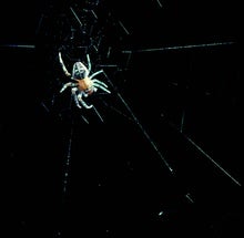 Spider Legs Build Webs without the Brain's Help