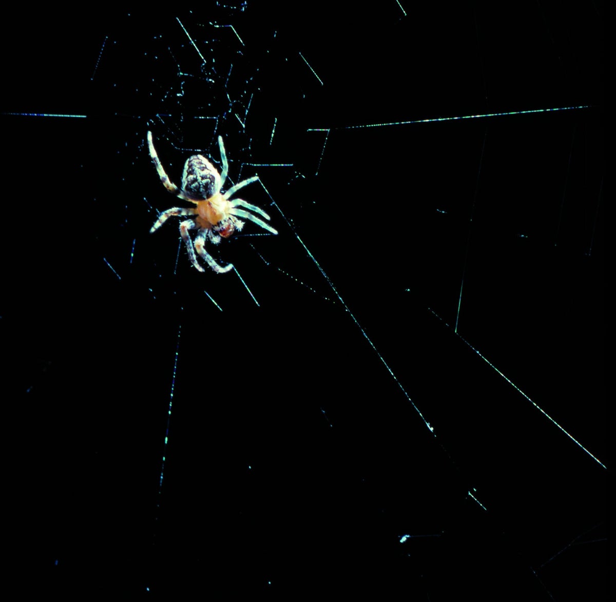 AI and night vision reveal the secrets of spider webs - Futurity