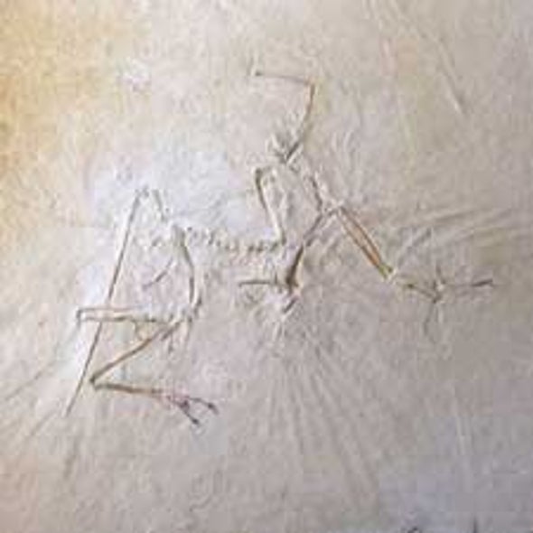 Bye-Bye Birdie: New Look at <i>Archaeopteryx</i> Shows It Was More Dinosaur Than Bird