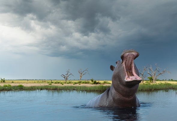 Teeth Tell Tale of Hippo's Quick Spread Across Africa