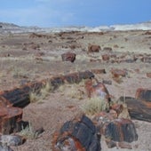 9. Petrified Forest