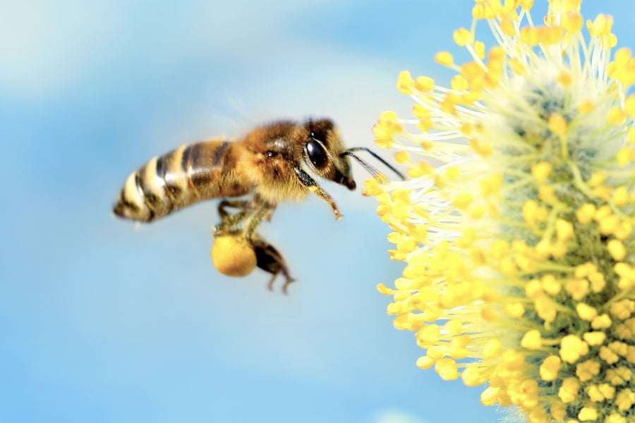Bees overall main image 1