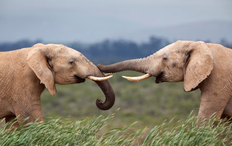 fact or fiction elephants never forget  scientific american