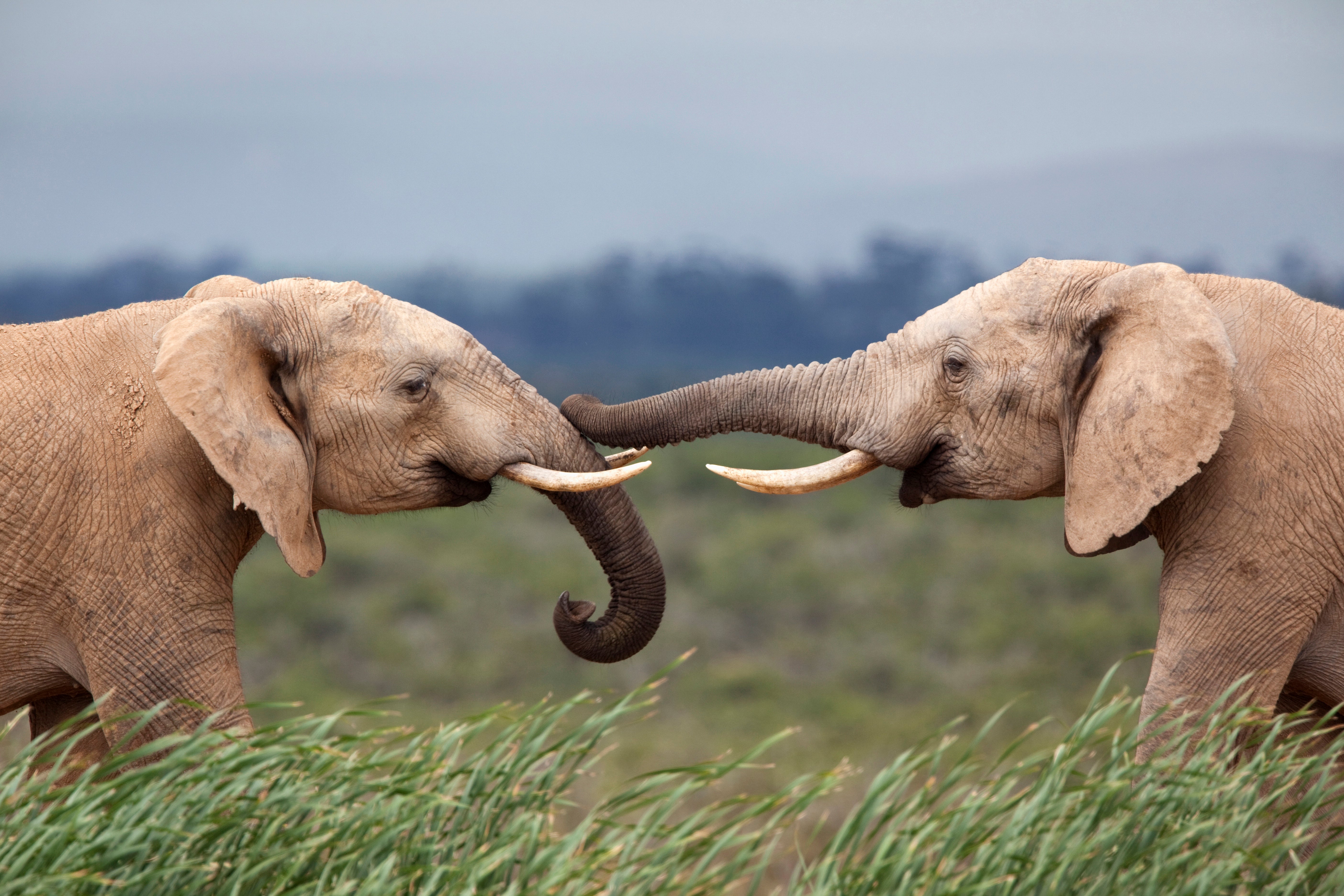 I believe stories of Mokele-Mbembe are derived from elephants