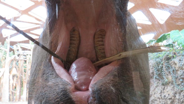 Elephant Weight Cycles with New Teeth