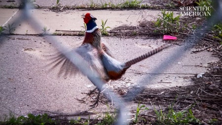 A colorful bird with patches of red and green seen through a fence