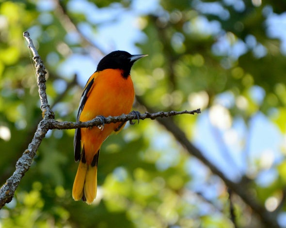 Springtime Now Arrives Earlier for Birds