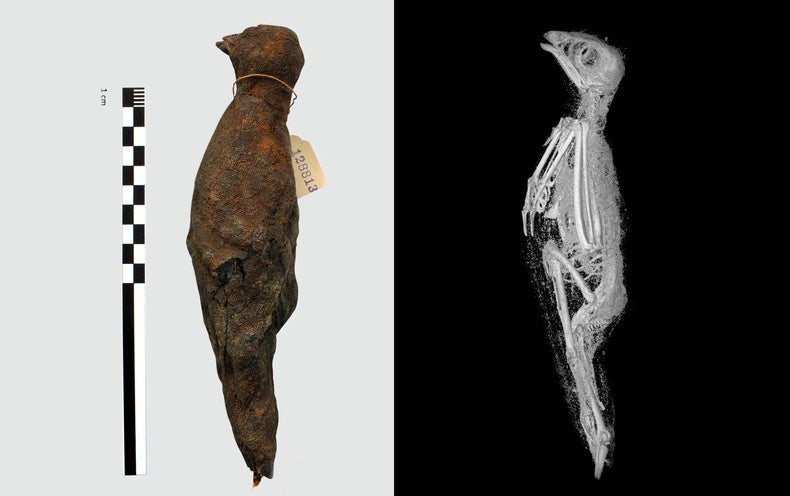 Unprecedented 3-D view inside Animal Mummies - Scientific American