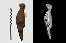 Unprecedented 3-D view inside Animal Mummies