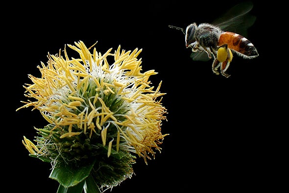 Widely Used Pesticide Is a Buzzkill for Honeybees