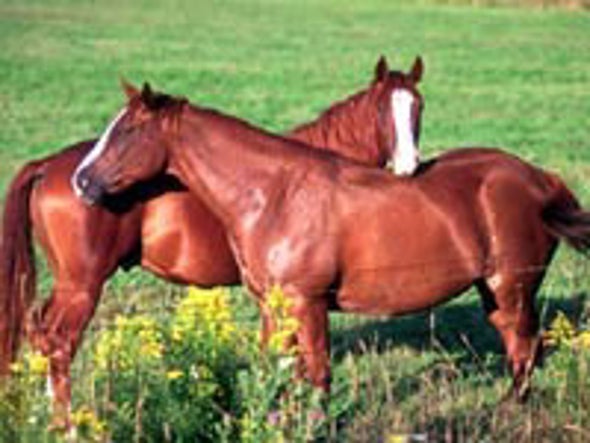 DNA Hints at Origins of Domestic Horses