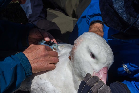 Having an Albatross around Your Boat