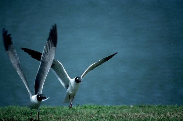 seabirds