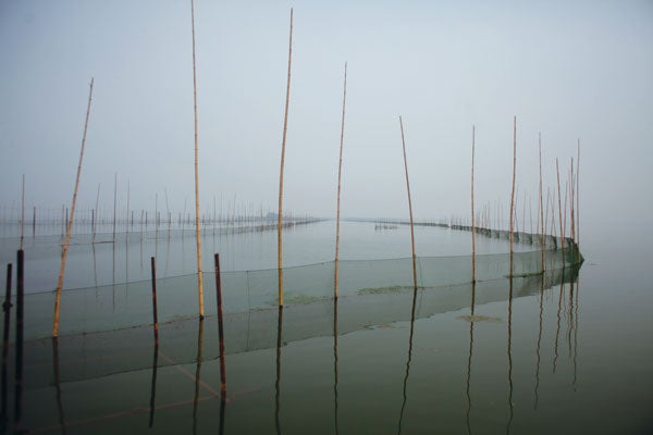 China's Fish Farms Could Save The Oceans - Scientific American