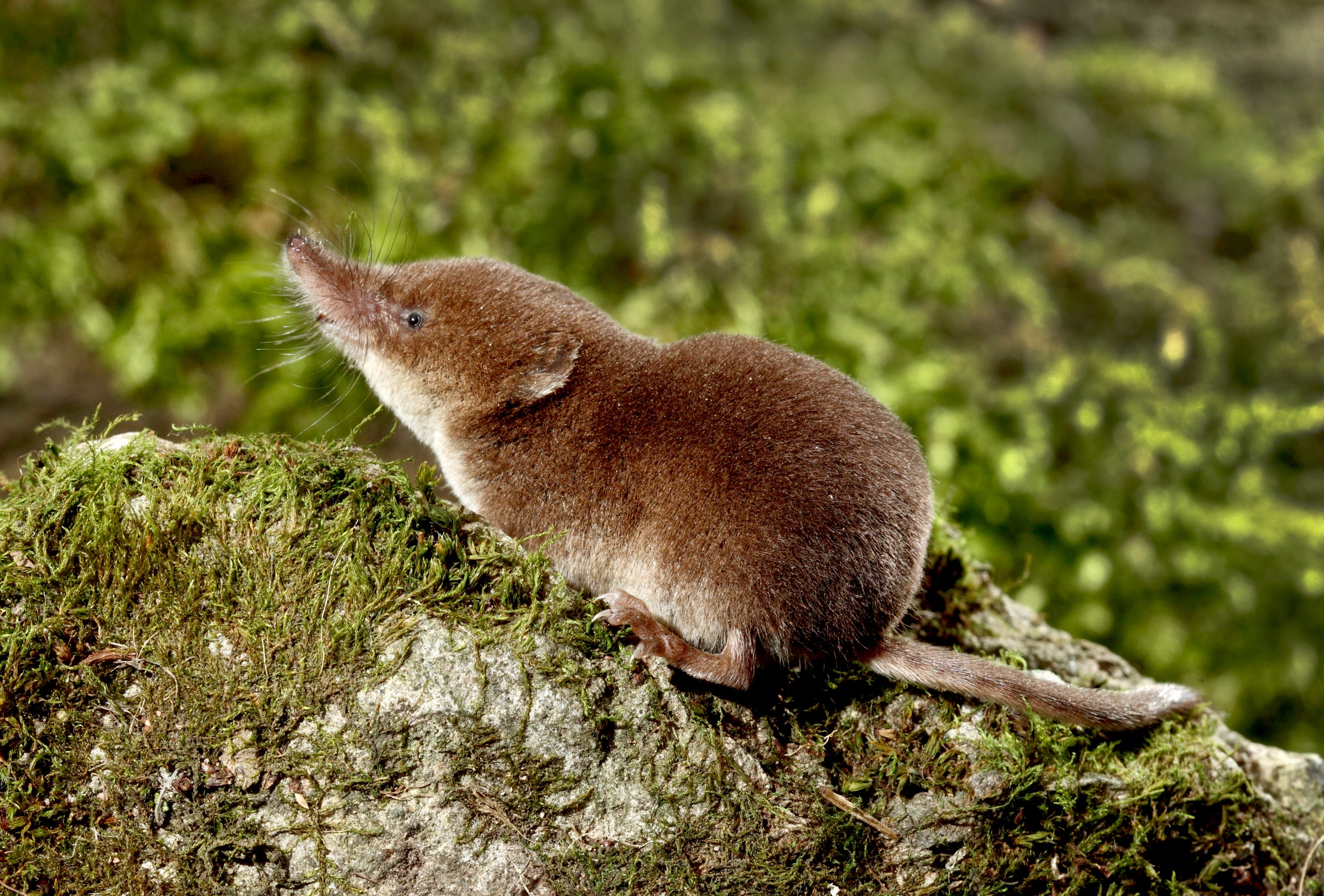 Small-Minded Strategy: The Common Shrew Shrinks Its Head to Survive Winter  - Scientific American