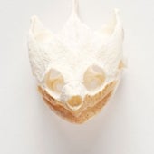 Clue: This animal can be found lurking in shallow ponds, lakes and streams.