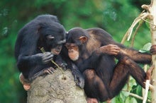 Chimps Apply Insects to Their Wounds