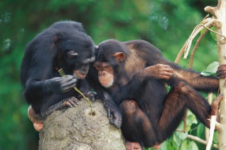 Two chimpanzees sit atop a termite nest using a blade of grass to fish out the insects.