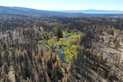 Beaver Dams Help Wildfire-Ravaged Ecosystems Recover Long after Flames Subside