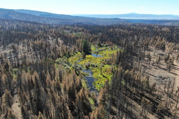 Aerial view of lush green area surrounded by charred forest.
