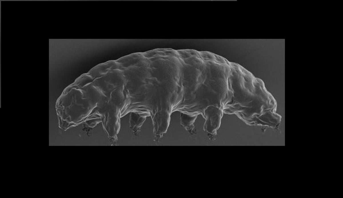 Water Bears' Super Survival Skills Give Up Secrets Scientific American