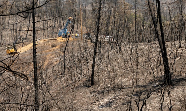 Workers repair power lines in a charred forest.