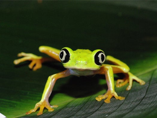 Fungus-Chomping Micro Predators Could Protect Amphibians from Deadly Skin Disease