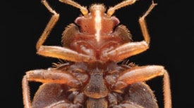 How Scientists Are Tackling the Bed Bug Nightmare