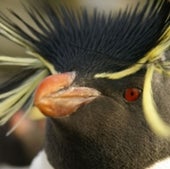 Southern rockhopper penguin