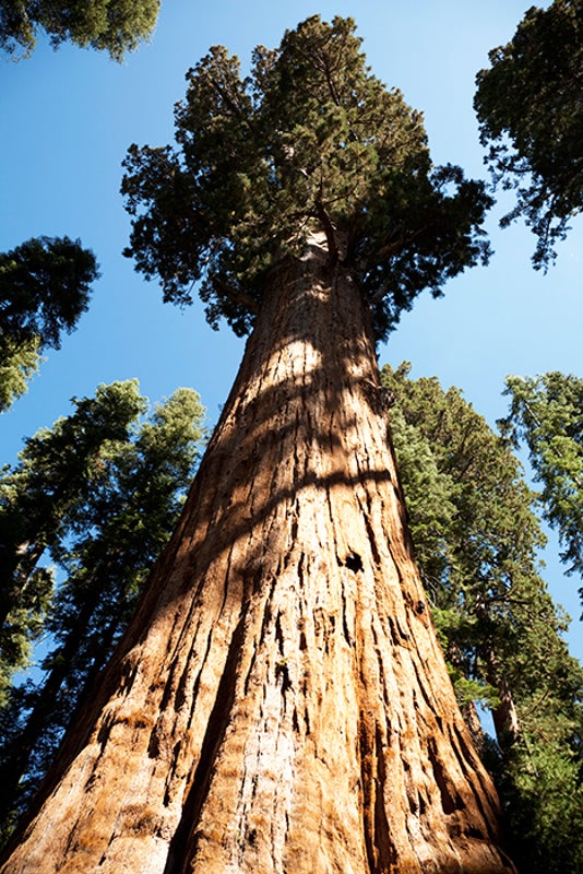 Big Trees First to Die in Severe Droughts