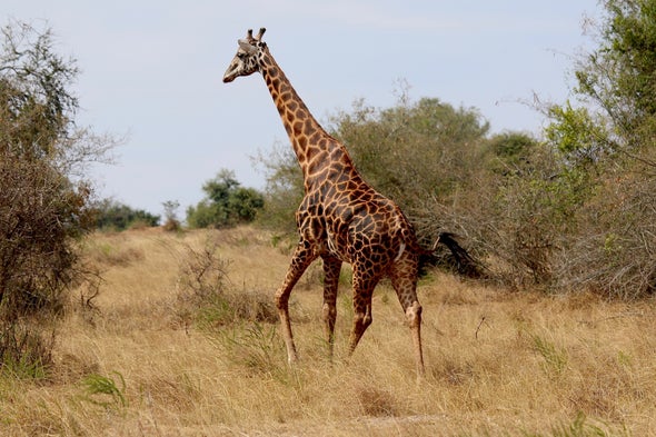 Giraffes Suffer "Silent Extinction" in Africa