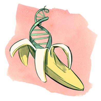 在香蕉中找到DNA