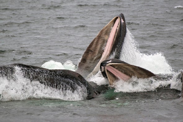 To See Where a Whale Has Been, Look in Its Mouth