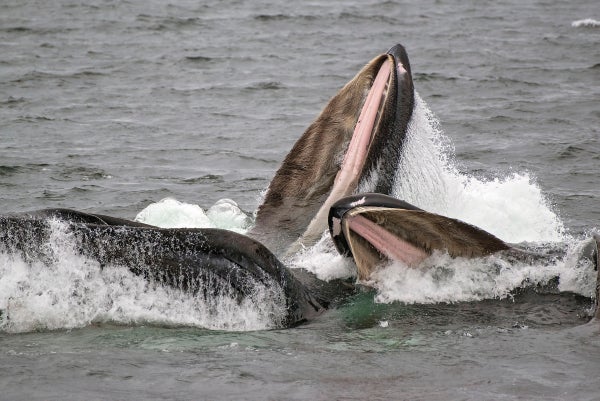 Humpback whales with wide-opened mouths feeding in open water.